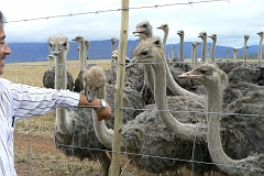 0744-Reis Zuid-Afrika2007